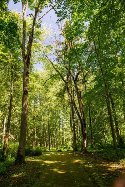 青空に成長する森の樹頂 — ストック写真