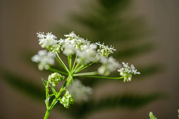 Yeşil bulanıklık b küçük beyaz çiçekler ve eğrelme yaprağı bileşimi — Stok fotoğraf