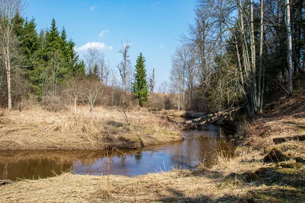 Calme forêt rivière se cachant derrière des branches d'arbres — Photo