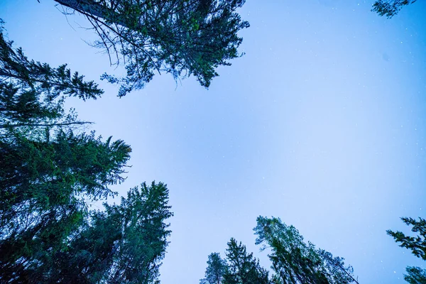 tree tops in forest growing to the blue sky