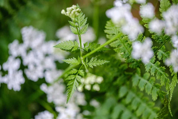 Složení malých bílých květů a listů s kapradí na zeleném rozmazání b — Stock fotografie