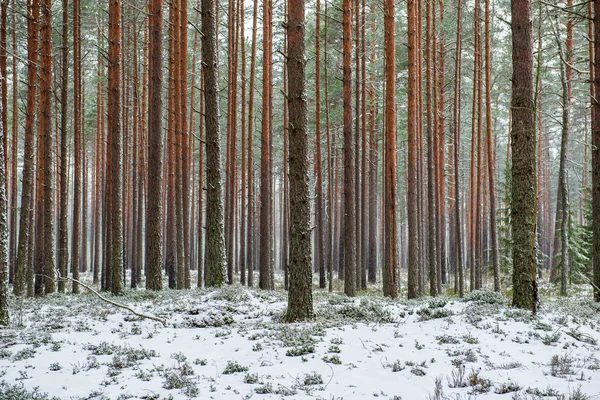 Mroźne ośnieżone drzewa w słoneczny dzień zimą — Zdjęcie stockowe