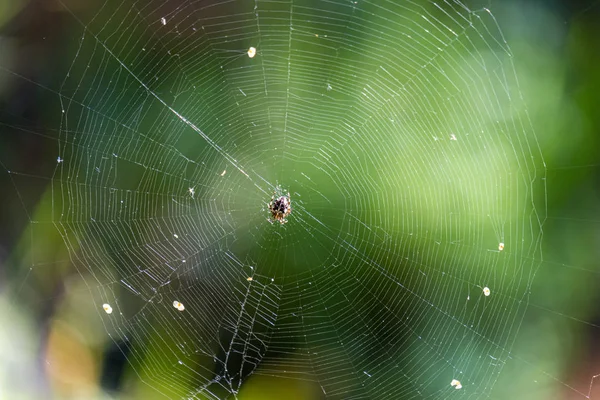 Přírodní pavučiny pavučina v ranním světle se kapky rosy — Stock fotografie