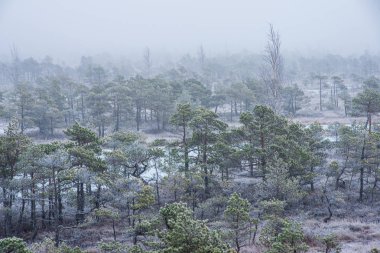 Kış aylarında güneşli günde Frost karlı orman ağaçları