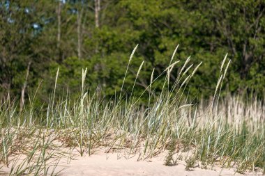 bulanık arka plan dokusu üzerinde Kuru Çim Bens
