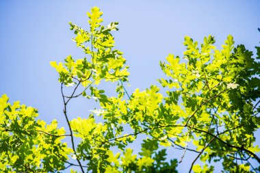 ağaç dalları ve bulanıklık arka planda yaprakları. Soyut doku