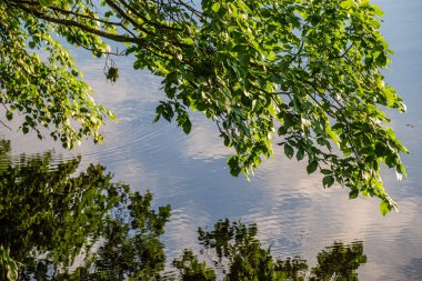ağaçların içinde güneş ile göl güzel akşam