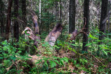 doğada kuru eski ağaç gövde Stomp