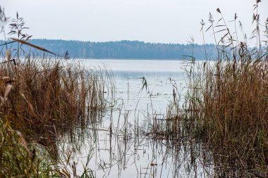 bulanık arka plan dokusu üzerinde Kuru Çim Bens