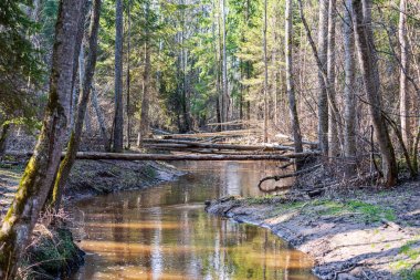 ağaç dalları arkasında gizleme orman nehir sakin