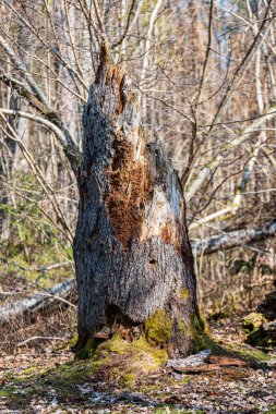 doğada kuru eski ağaç gövde Stomp