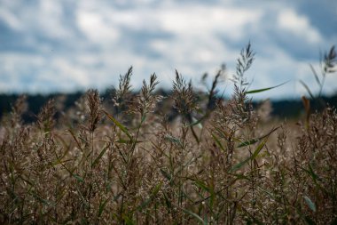 bulanık arka plan dokusu üzerinde Kuru Çim Bens