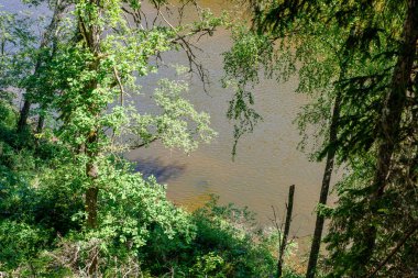 ağaç dalları arkasında gizleme orman nehir sakin