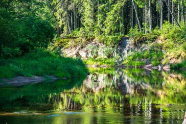 Yaz aylarında Letonya güzel orman Nehri
