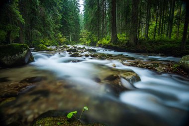 ağaç dalları arkasında gizleme orman nehir sakin