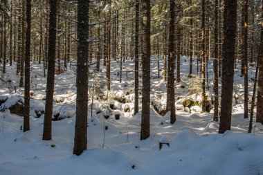 Kış aylarında güneşli günde Frost karlı orman ağaçları