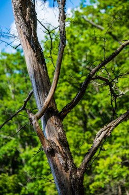 Güneşli yaz ormandaki ağaç gövdeleri