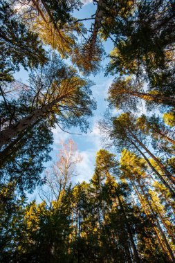 mavi gökyüzüne büyüyen ormanda ağaç tops