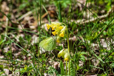güneş altında yeşil çayır rastgele renk yaz çiçekleri
