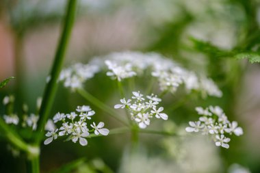 yeşil bulanıklık b küçük beyaz çiçekler ve eğrelme yaprağı bileşimi