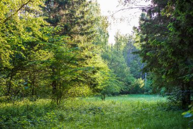 ağaç dalları ve bulanıklık arka planda yaprakları. Soyut doku