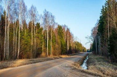 mavi gökyüzüne büyüyen ormanda ağaç tops