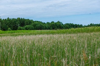 kırsal mavi gökyüzü altında yeşil çayır