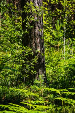 Güneşli yaz ormandaki ağaç gövdeleri