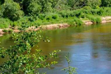 ağaç dalları arkasında gizleme orman nehir sakin