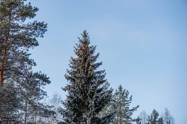 mavi gökyüzüne büyüyen ormanda ağaç tops