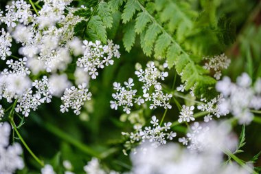 yeşil bulanıklık b küçük beyaz çiçekler ve eğrelme yaprağı bileşimi