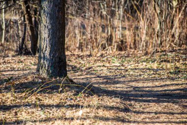 doğada kuru eski ağaç gövde Stomp