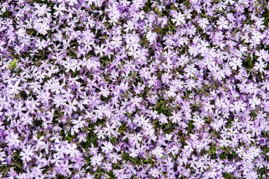 güneş altında yeşil çayır rastgele renk yaz çiçekleri