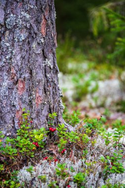 doğada kuru eski ağaç gövde Stomp