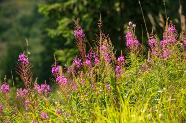 güneş altında yeşil çayır rastgele renk yaz çiçekleri