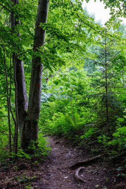 doğada kuru eski ağaç gövde Stomp