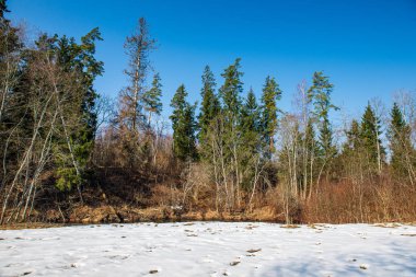 mavi gökyüzüne büyüyen ormanda ağaç tops