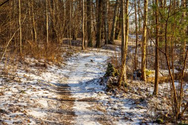 Kış aylarında güneşli günde Frost karlı orman ağaçları