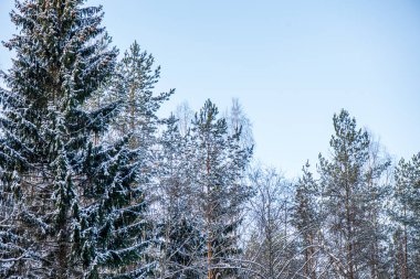 mavi gökyüzüne büyüyen ormanda ağaç tops