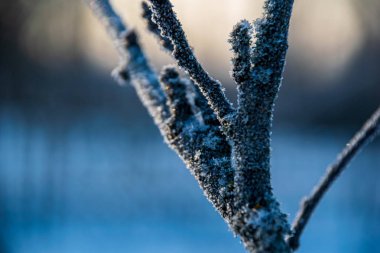 doğada kuru eski ağaç gövde Stomp