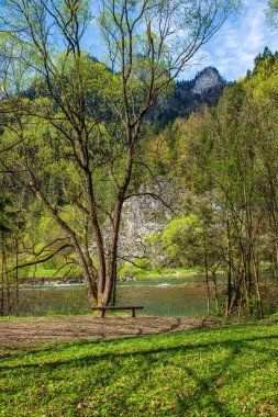 mavi gökyüzüne büyüyen ormanda ağaç tops