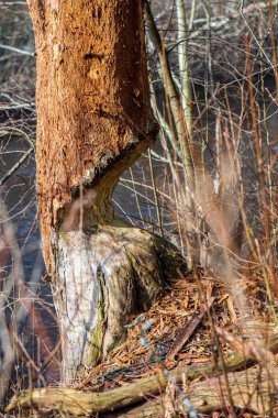 doğada kuru eski ağaç gövde Stomp