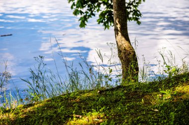 Güneşli yaz ormandaki ağaç gövdeleri