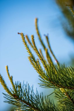 ağaç dalları ve bulanıklık arka planda yaprakları. Soyut doku