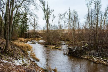 ağaç dalları arkasında gizleme orman nehir sakin
