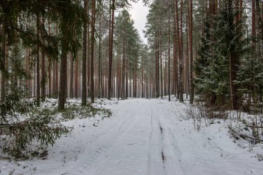 Kış aylarında güneşli günde Frost karlı orman ağaçları