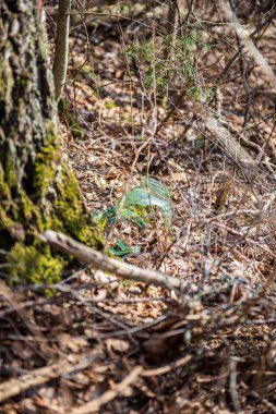 doğada kuru eski ağaç gövde Stomp