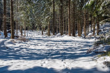 Kış aylarında güneşli günde Frost karlı orman ağaçları