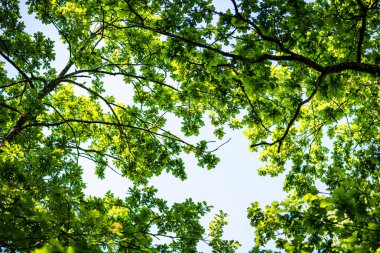 ağaç dalları ve bulanıklık arka planda yaprakları. Soyut doku