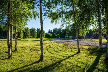 Güneşli yaz ormandaki ağaç gövdeleri